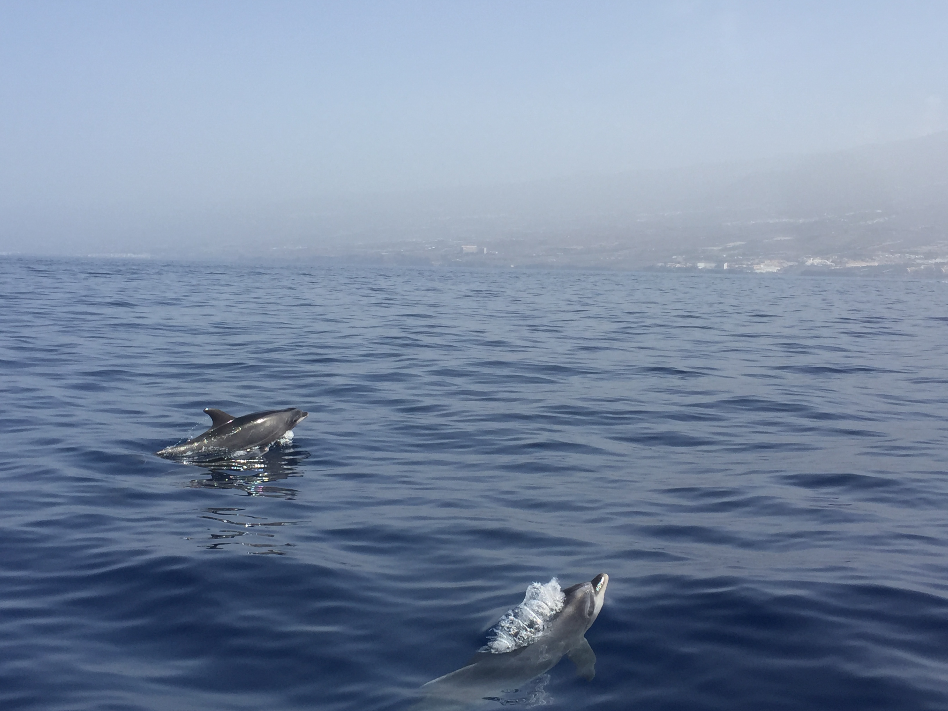 Travel Tips Tenerife - Whale and Dolphin watching