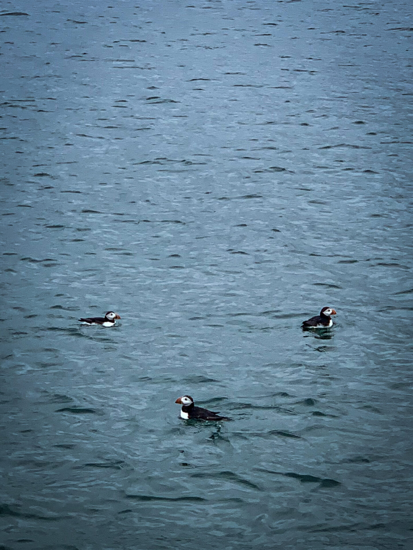 3 puffins bobbing on the cold blue waters of the north sea. 