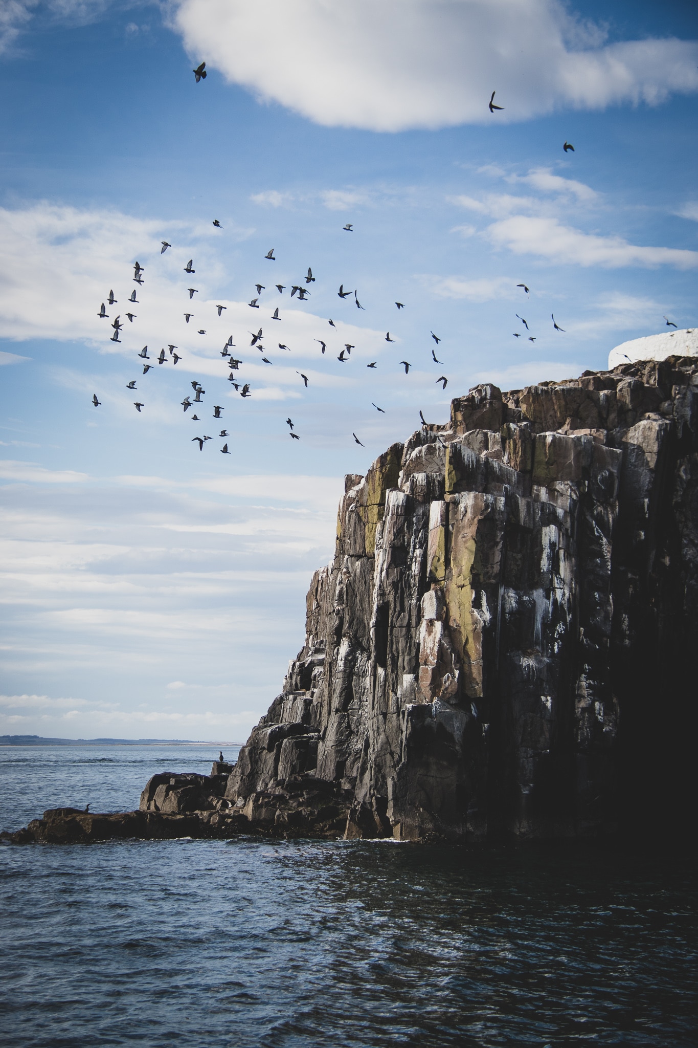 A view of the cliffs on the Inner Farne. Some of the rocks have been stained wide with guano. A flock of sea birds are flying from the cliff face and into the blue skies. Farne Islands tours are the best way of getting closer to this wildlife. 